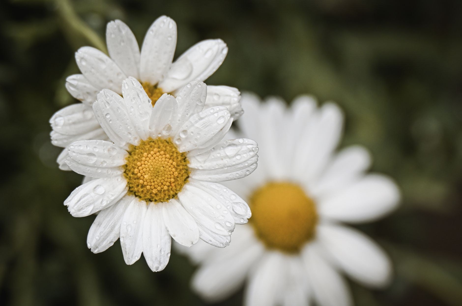 Two white dahlia flowers with yellow centers blooming among green foliage and small white salvia flowers.