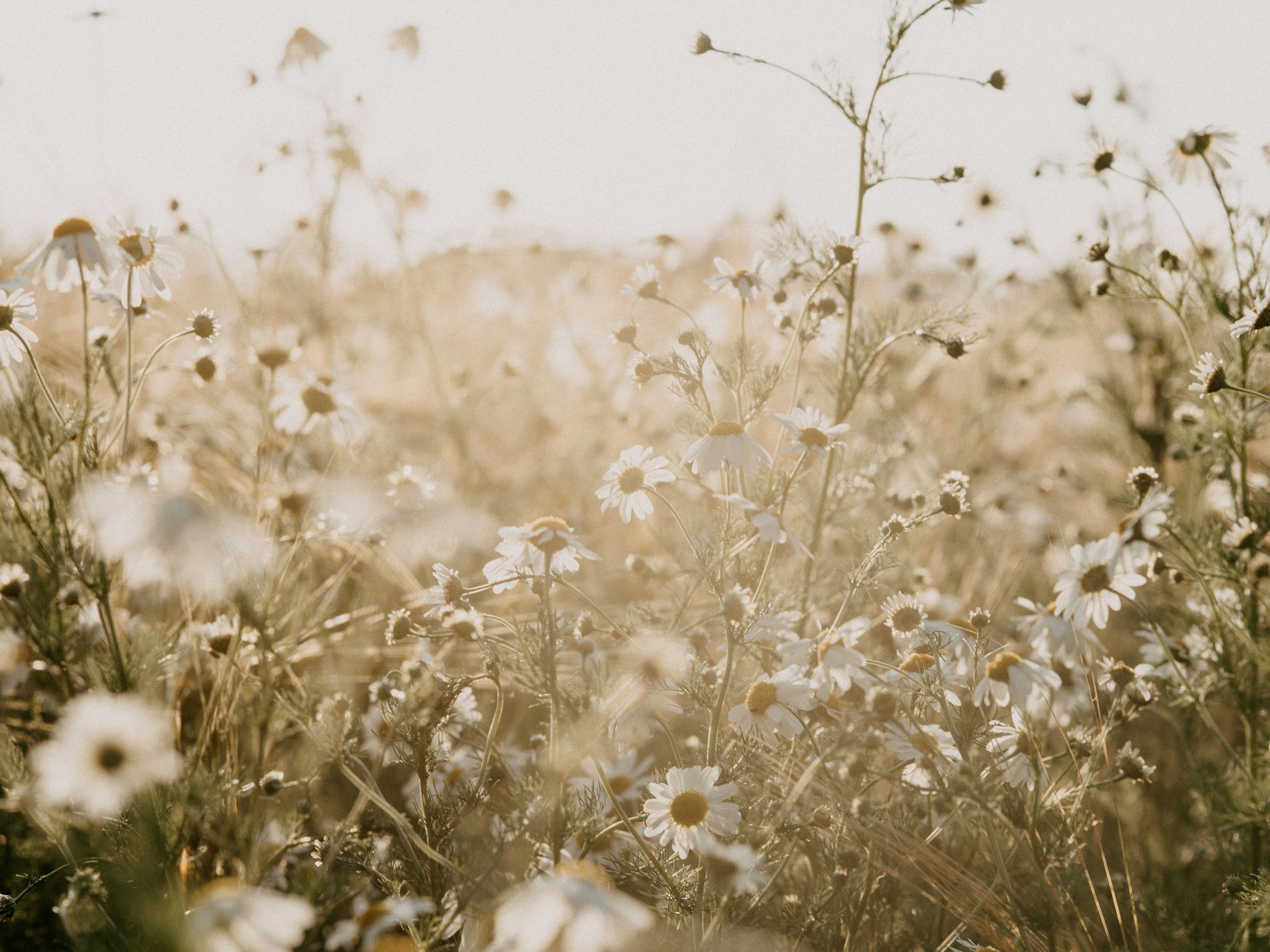 Soft, sunlit daisies and wild grasses fill a hazy, golden-toned meadow scene.
