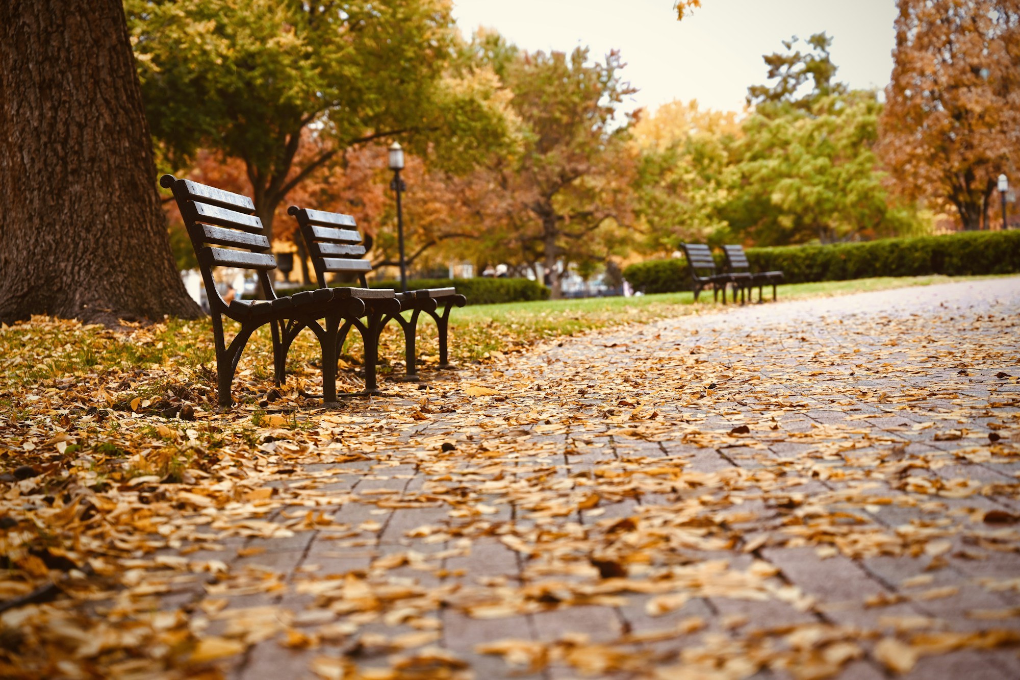 An empty ornate wooden and metal park bench sits on a brick path beside a grassy lawn.
