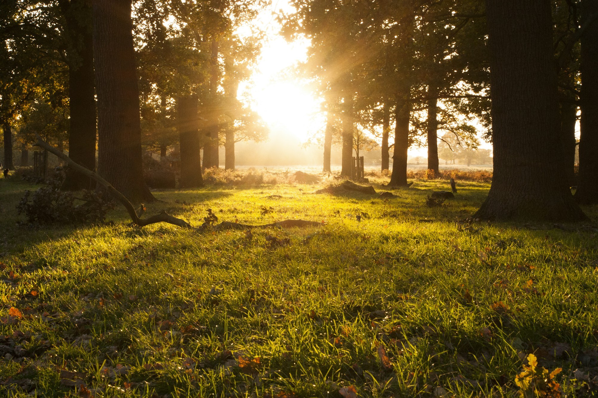 An older man and woman embrace tightly outdoors in a grassy, tree-lined setting.