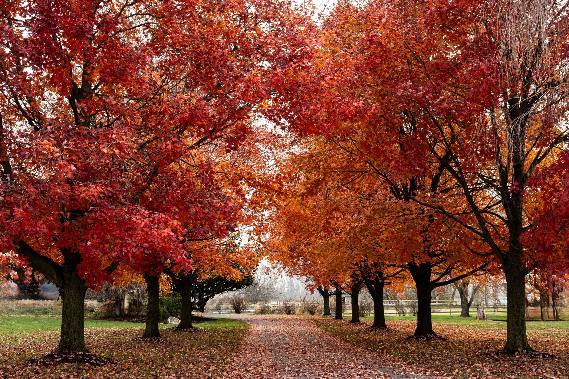 A gravel path lined with golden autumn trees leads toward a small brick chapel in a cemetery.