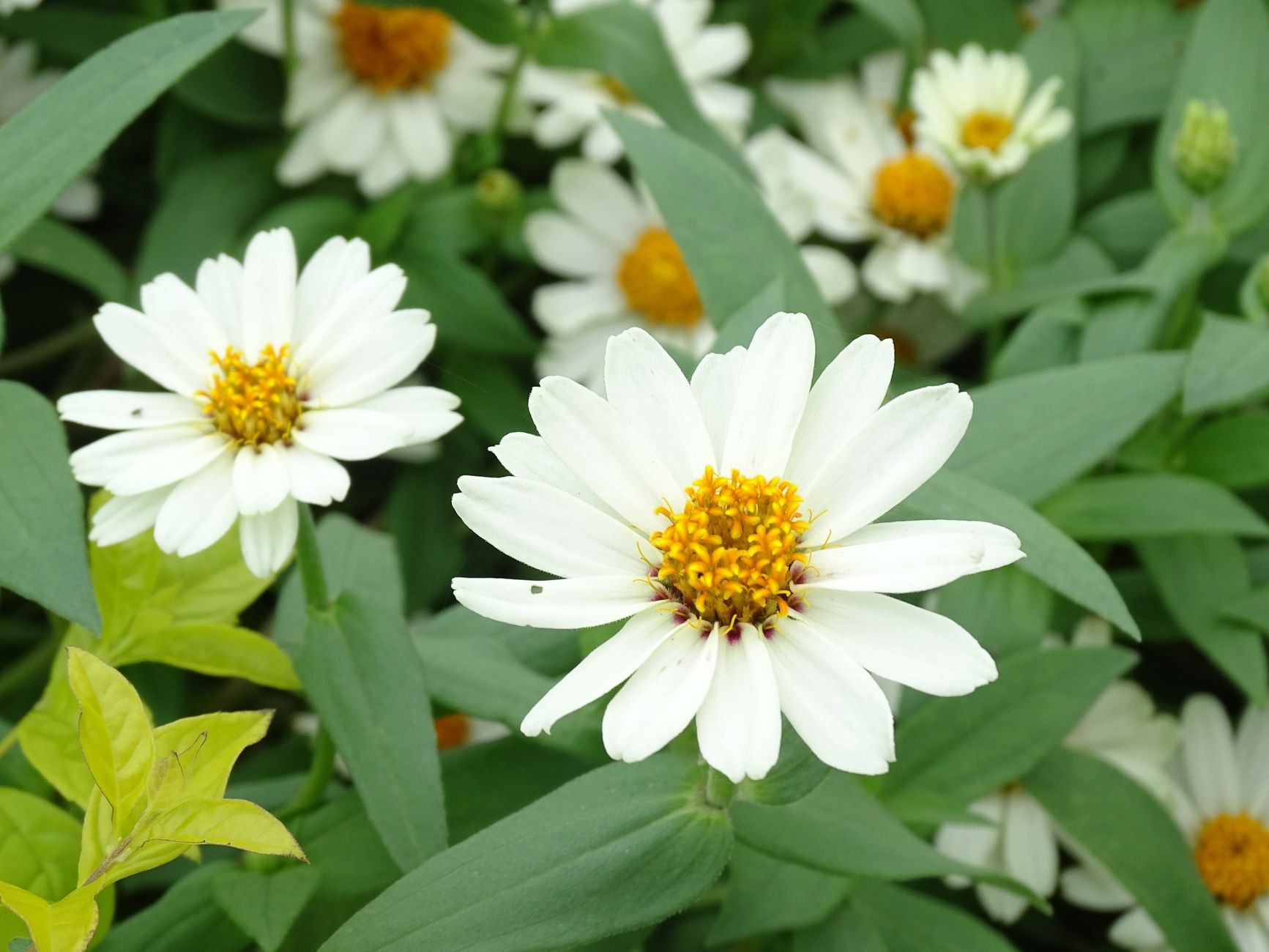A dense bed of small white daisy-like flowers with orange centers filling the frame.