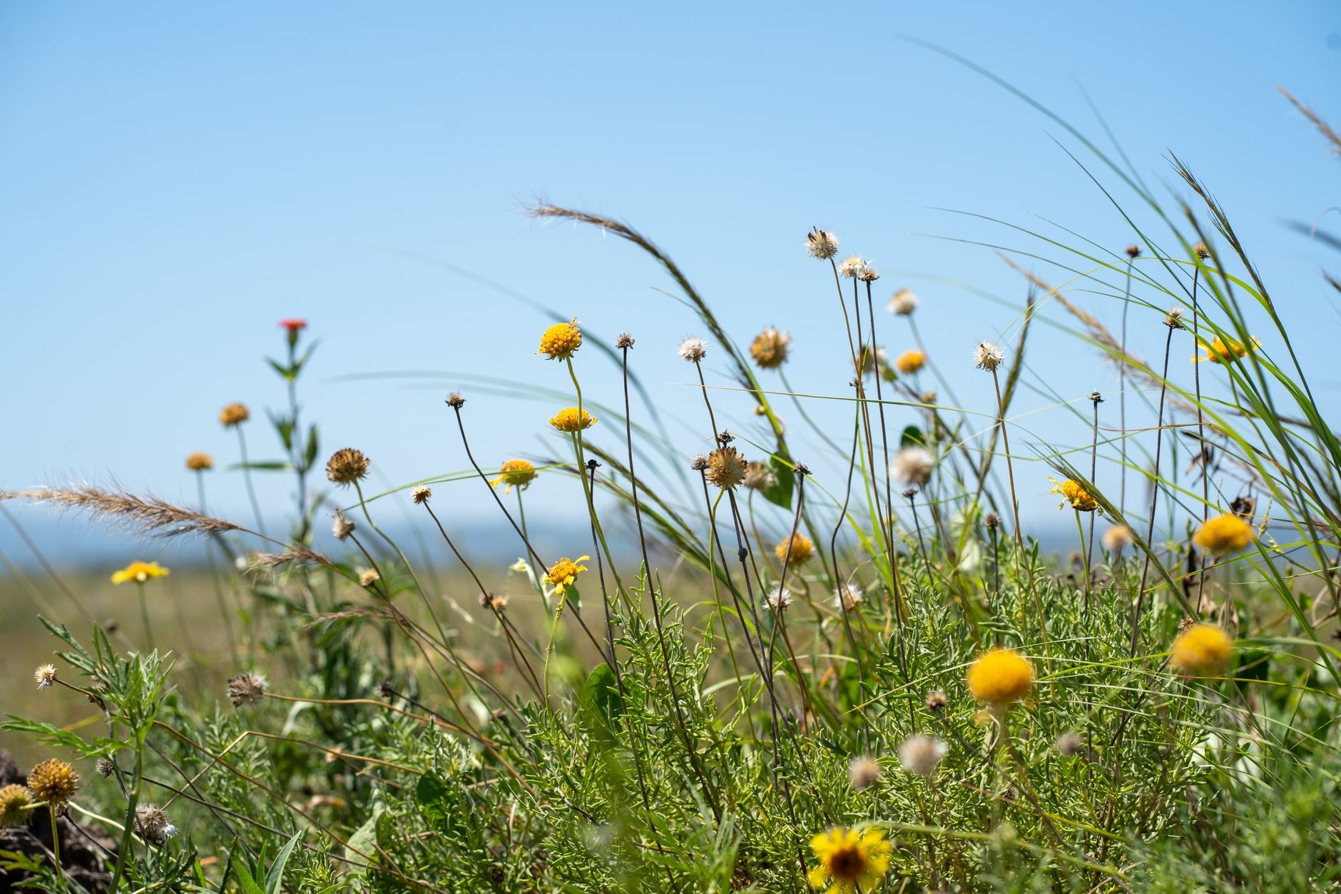Wild grasses and small yellow and white wildflowers swaying under a clear blue sky.