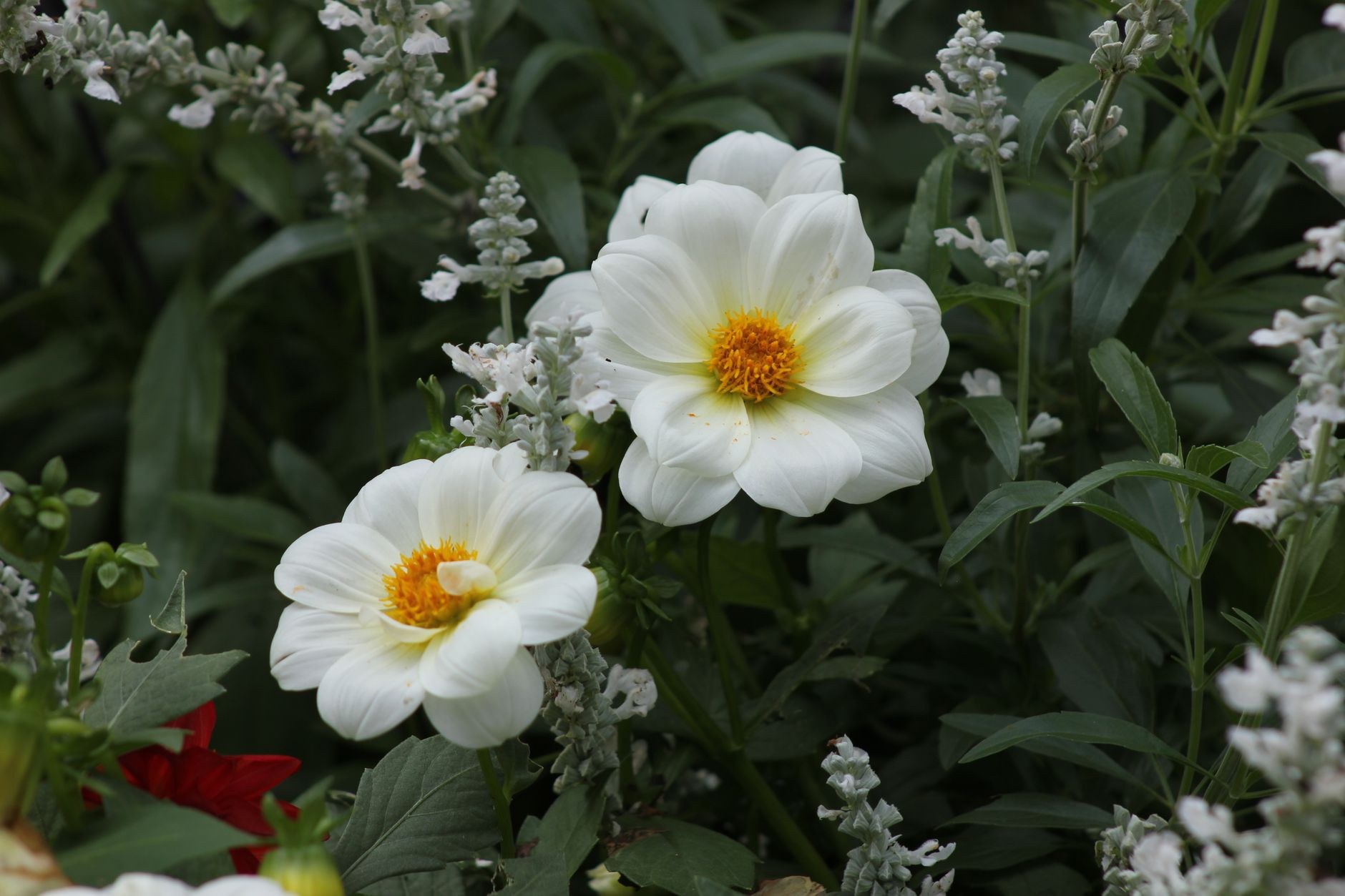 Two white dahlia flowers with yellow centers bloom among green foliage and small white salvia flowers.