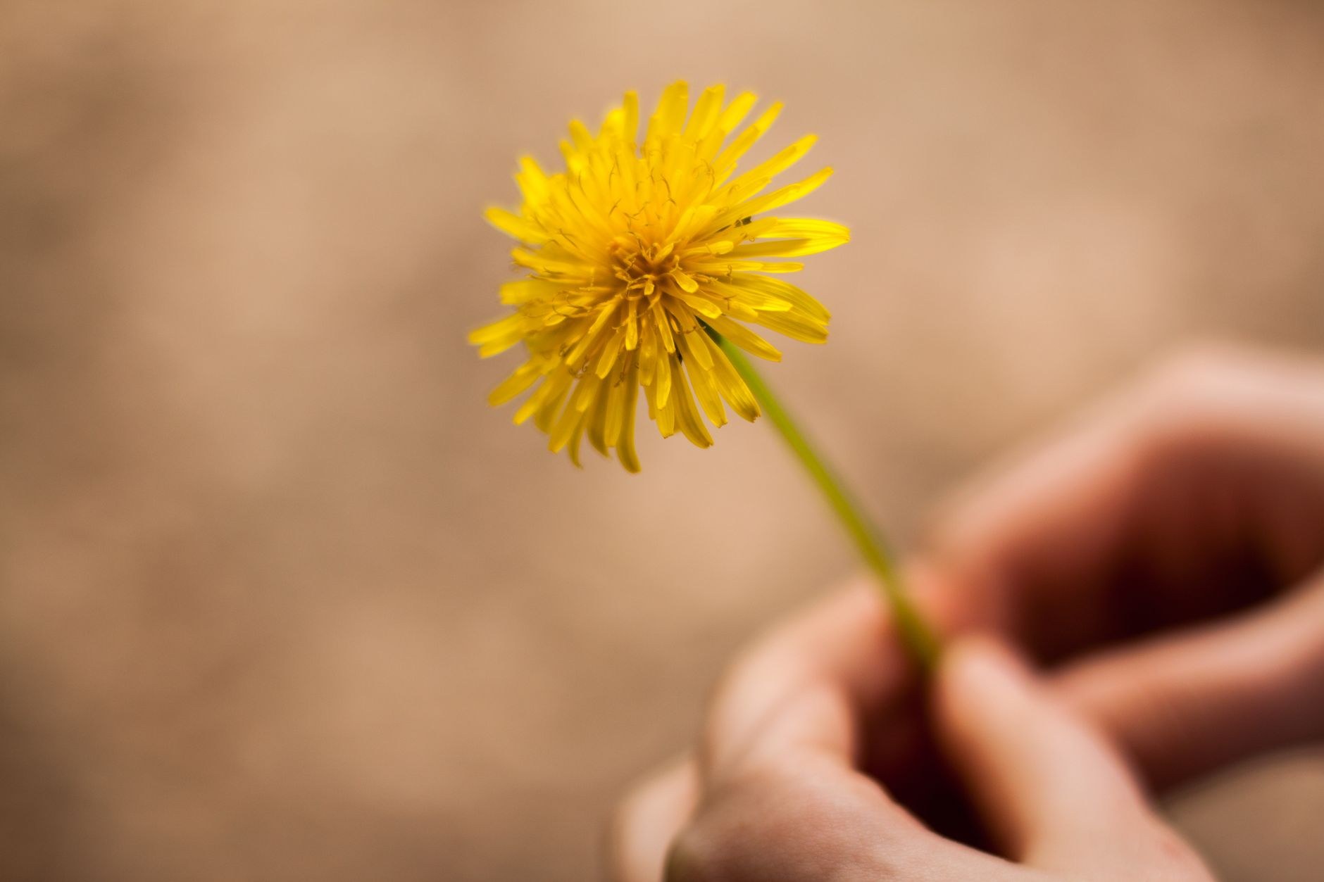 A person's hands in gray sleeves gently holding a small green star shaped flower against a blurred natural background