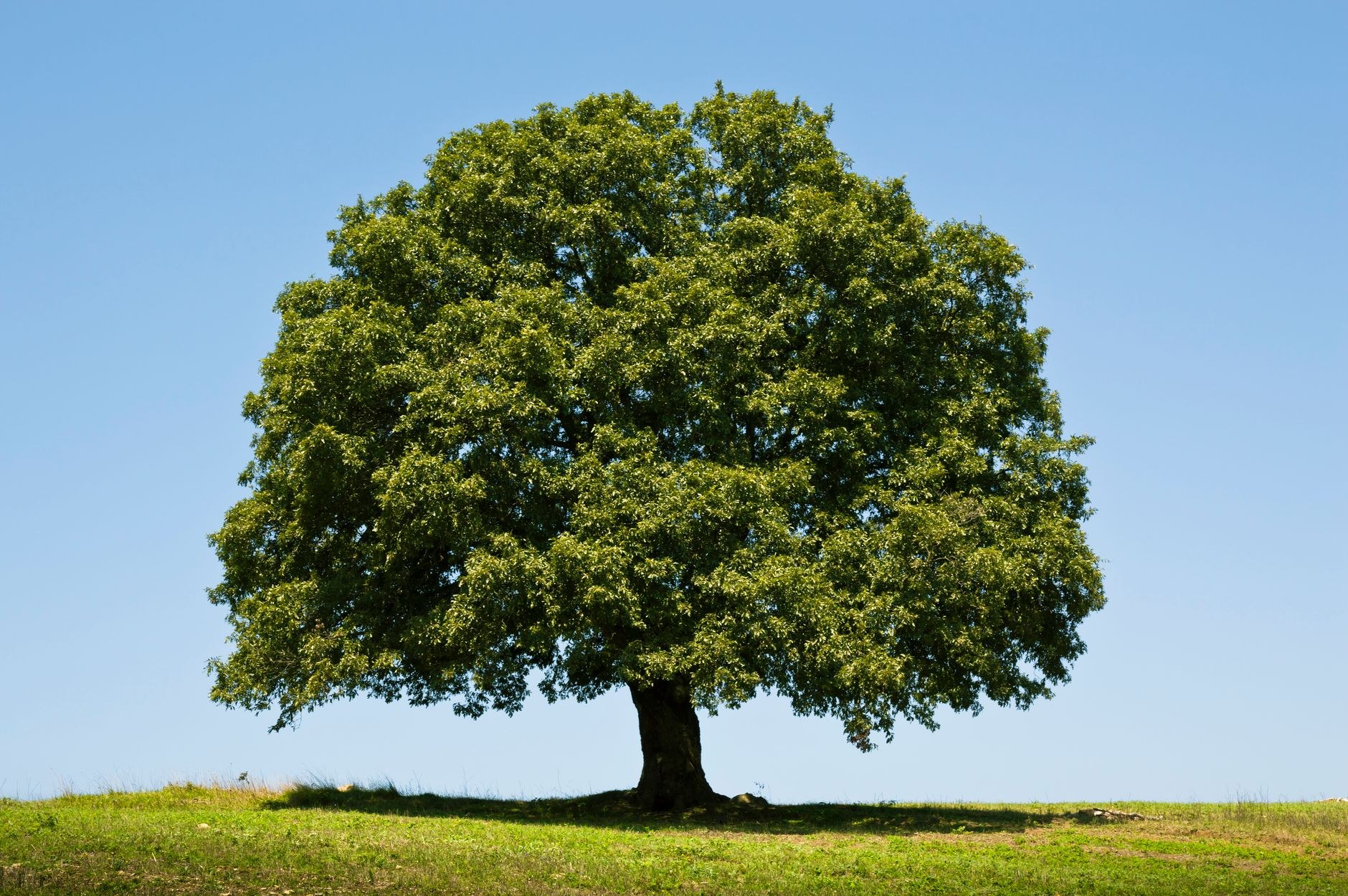 A large full-canopy tree stands alone in a green, grassy field under a partly cloudy blue sky.