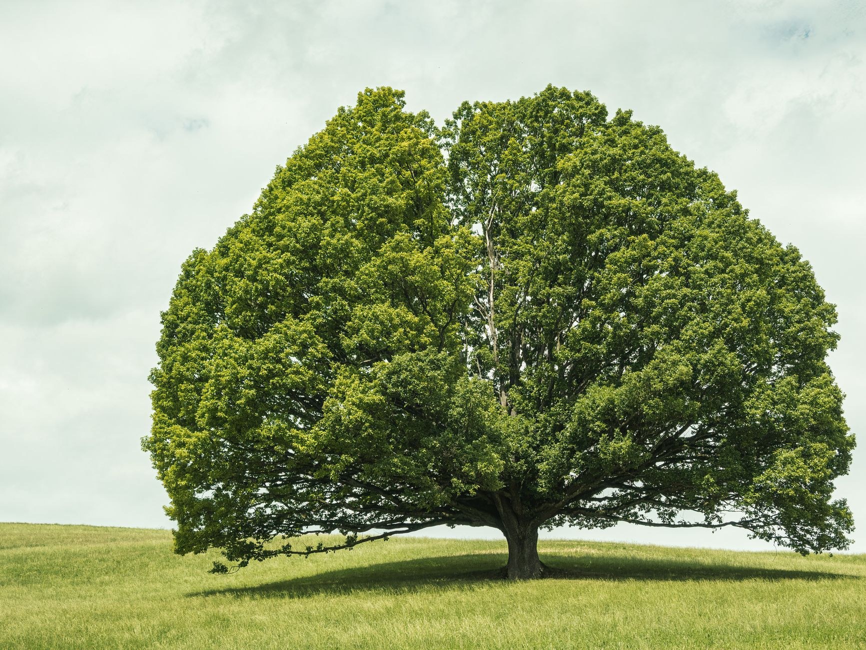 A single large tree stands alone in a misty green field under a soft hazy sky.