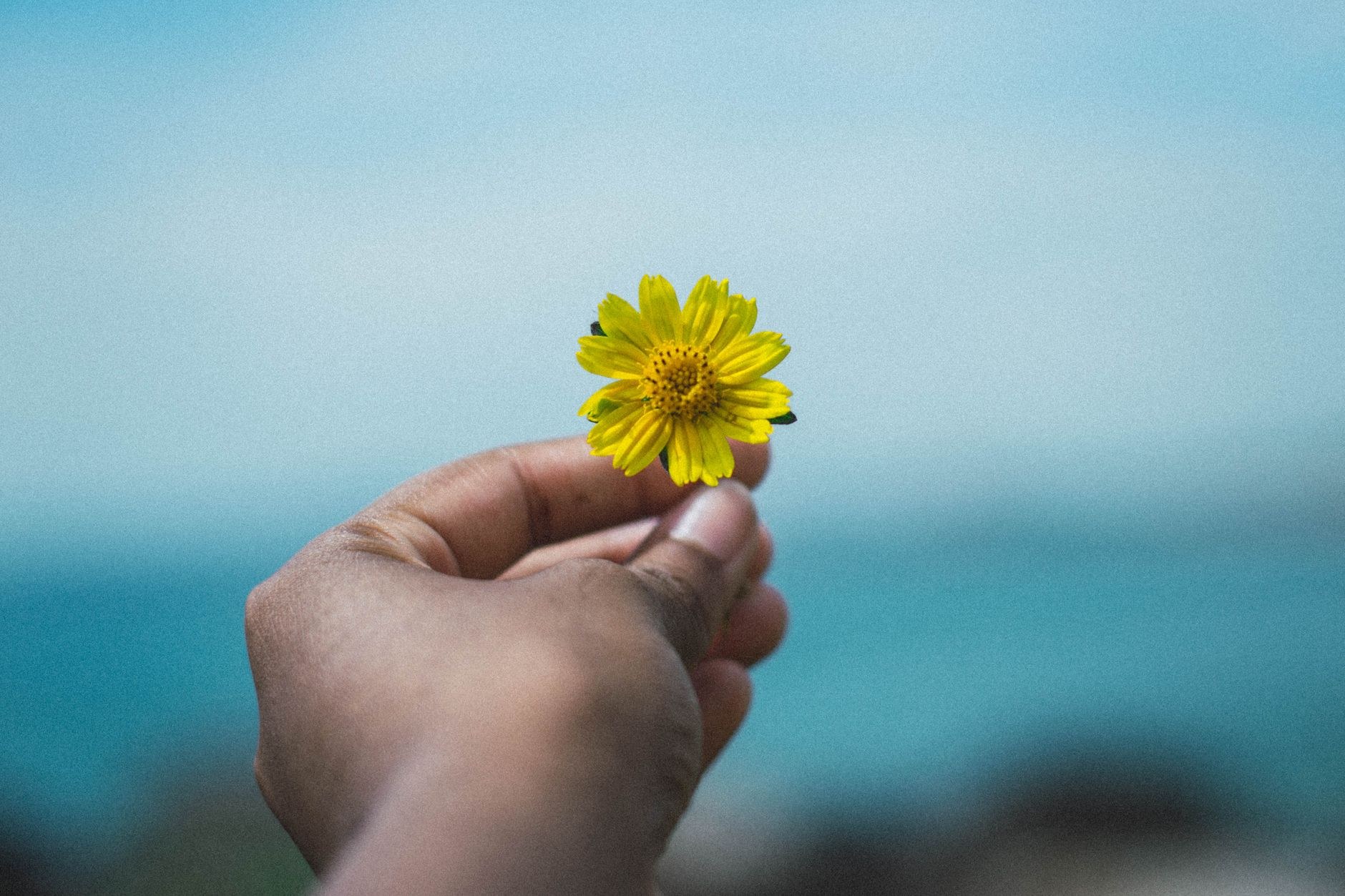 A hand holds a single yellow wildflower against a clear blue sky.