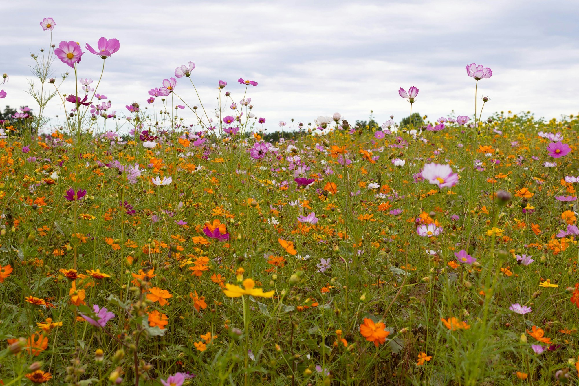 Tall purple, white, and pink wildflowers growing among green grasses under a cloudy sky.