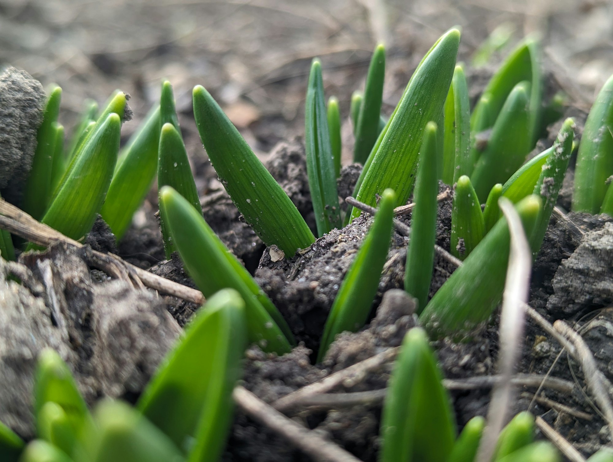 A tiny green seedling with curled leaves emerges from a bed of dry brown leaves and twigs.