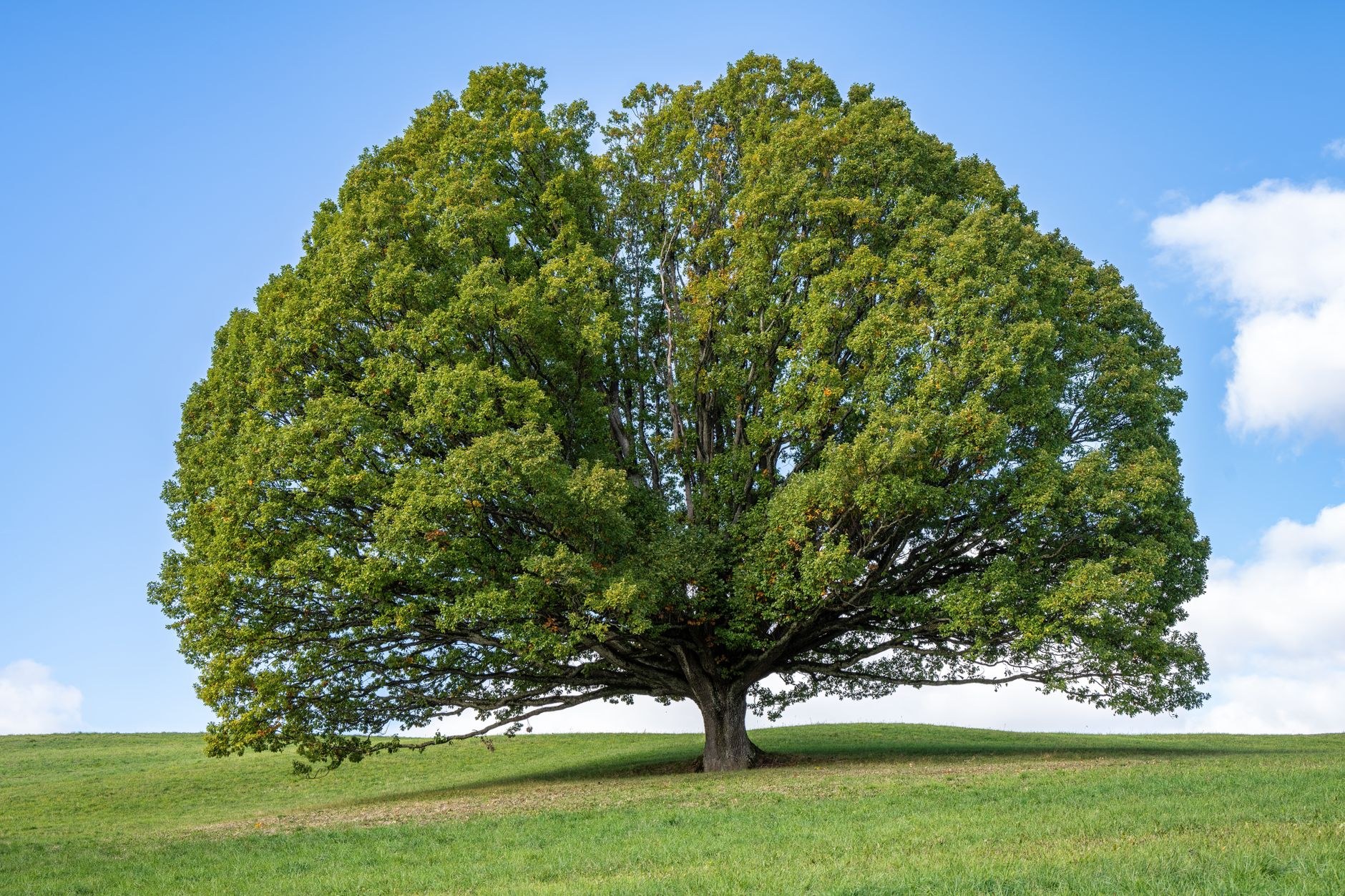 A large symmetrical tree with a full round canopy stands alone in an open grassy field under a pale sky.