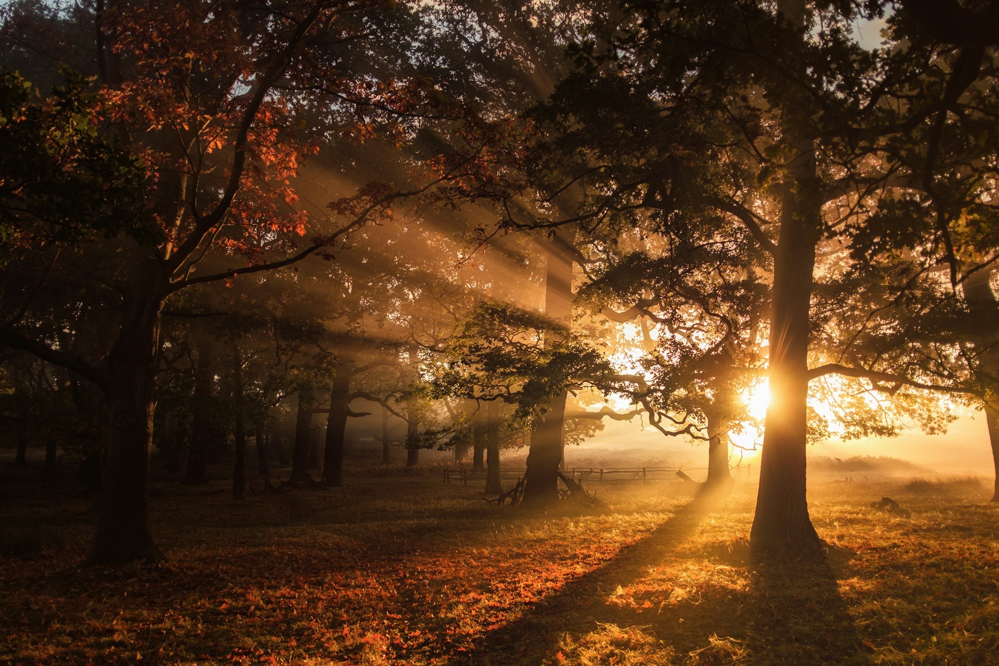 Sunrise light streams through a grove of trees onto a grassy clearing scattered with fallen leaves.