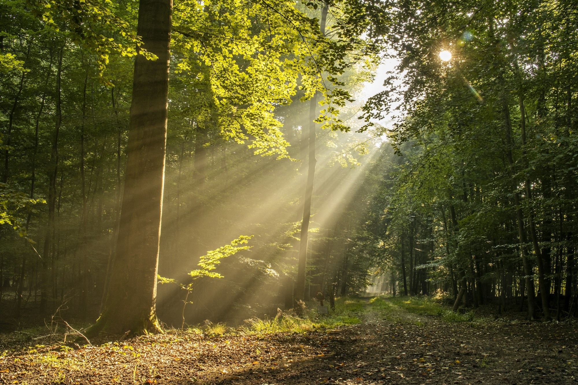 Sunbeams filter through a green pine forest onto a grassy clearing, a peaceful Pacific Northwest woodland scene.